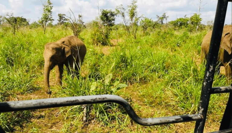 From Kandy: Sigiriya Rock Fortress and Wildlife Safari - What Travelers Can Expect  