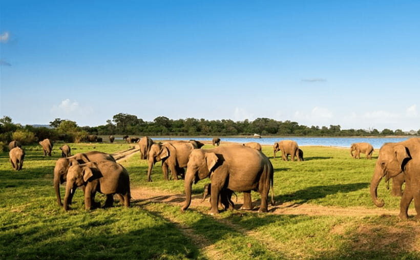 From Kandy: Sigiriya Rock Fortress and Wildlife Safari - The Sigiriya Museum