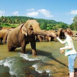 From Kandy to Sigiriya, Pinnawala Day Return Tour By Car - What Travelers Can Expect and Why It Matters
