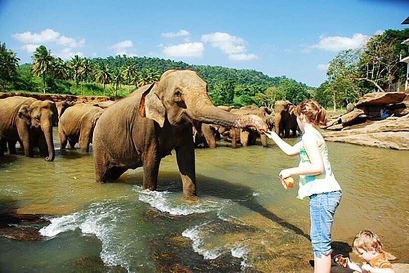 From Kandy to Sigiriya, Pinnawala Day Return Tour By Car - What Travelers Can Expect and Why It Matters