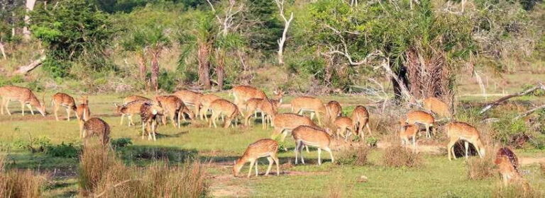 From Kandy: Wilpattu National Park Safari with Hotel Pickup - Why This Safari Stands Out