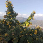 From Kathmandu: 10-Day Tour of Nepal with Accommodation - Transportation, Accommodation, and Local Insights