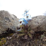 From Kathmandu: 11- Day Everest Base Camp Trek with Guide - The Practicalities: What’s Included and What’s Not