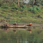 From Kathmandu or Pokhara: 4-Day Chitwan National Park Tour - What’s Included and What’s Not
