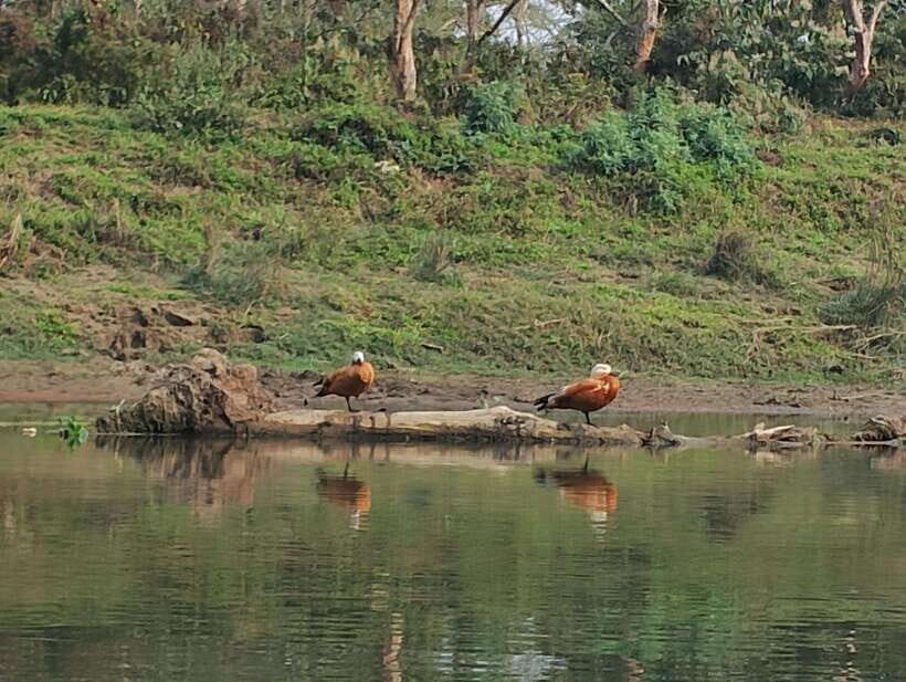 From Kathmandu or Pokhara: 4-Day Chitwan National Park Tour - What’s Included and What’s Not