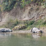 From Kathmandu or Pokhara: 5-Day Chitwan National Park Tour - In-Depth Breakdown of the Itinerary