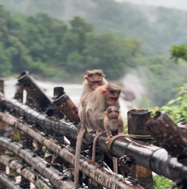 From Kochi: Athirappilly Waterfalls Day Trip with Transfers - A Final Note on the Experience 
