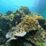 From Koh Lanta: Koh Rok and Koh Ha Day Tour-Queen of Andaman - The Experience: Highlights and Practical Tips