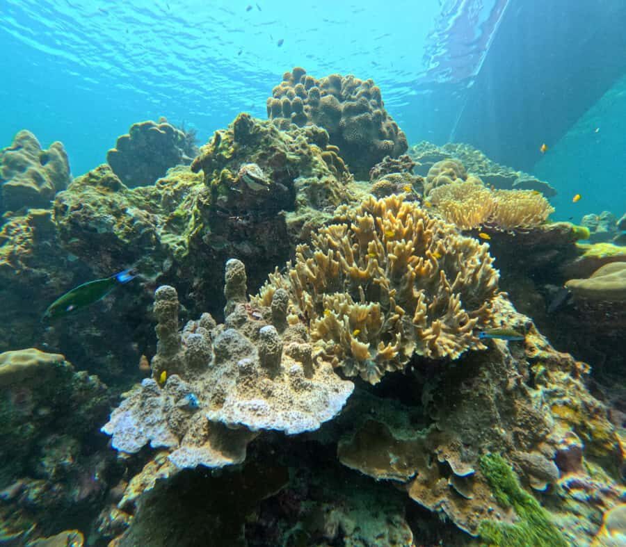 From Koh Lanta: Koh Rok and Koh Ha Day Tour-Queen of Andaman - The Experience: Highlights and Practical Tips