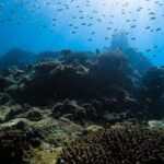 From Krabi to Phi Phi Islands Speedboat Day Tour - Who Will Love This Tour?