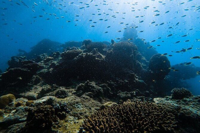 From Krabi to Phi Phi Islands Speedboat Day Tour - Who Will Love This Tour?