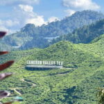 From Kuala Lumpur: Cameron Highlands Day Tour w/Lunch&Pickup - The Detailed Itinerary Breakdown