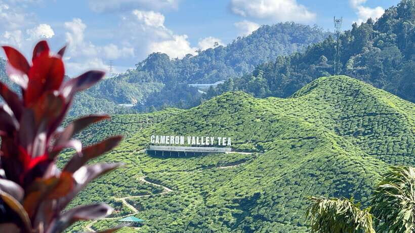From Kuala Lumpur: Cameron Highlands Day Tour w/Lunch&Pickup - The Detailed Itinerary Breakdown