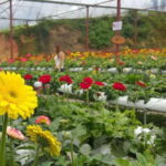 From Kuala Lumpur: Cameron Highlands Full-Day Tour - Good To Know