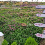 From Kuala Lumpur: Cameron Highlands Full-Day Tour - Indigenous Culture at the Orang Asli Village