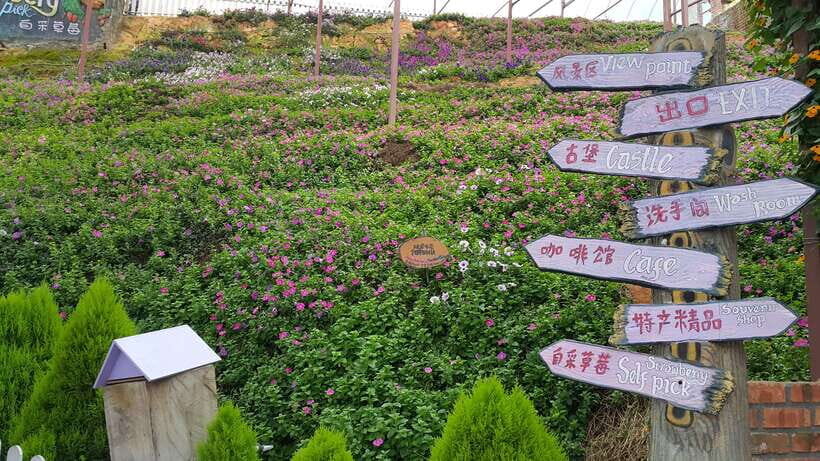 From Kuala Lumpur: Cameron Highlands Full-Day Tour - Indigenous Culture at the Orang Asli Village