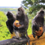 From Kuala Lumpur: Fireflies Tour and Seafood Dinner - Detailed Review of the Tour Experience