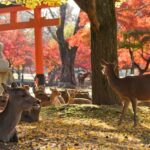 From Kyoto: Nara Guided Half Day Bus Tour - What You Can Expect: Practical Details