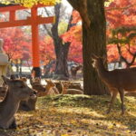 From Kyoto/Osaka: Nara Private Tour with Guide and Vehicle - Gardens and Panoramic Views