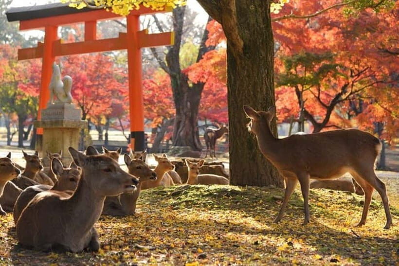 From Kyoto/Osaka: Nara Private Tour with Guide and Vehicle - Gardens and Panoramic Views