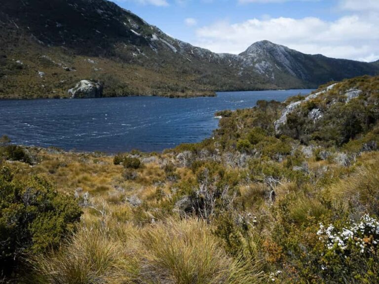 From Launceston: Sheffield Murals & Cradle Mountain Day Tour - What Makes This Tour Stand Out?