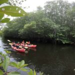 From Lembongan: Kayak/Paddleboard/Boat Mangrove Tour - What Makes This Tour Stand Out