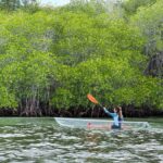 From Lembongan: Kayak/Paddleboard/Boat Mangrove Tour - The Itinerary in Detail