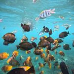 From Lembongan: Nusa Penida Private Snorkeling & West Tour - The Itinerary in Detail