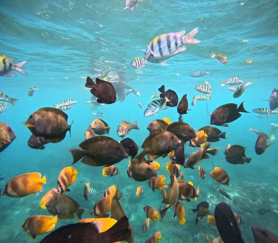 From Lembongan: Nusa Penida Private Snorkeling & West Tour - Practical Aspects & What to Keep in Mind