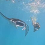 From Lembongan: Snorkeling 3 Spots, Mangrove and Land Tour - The Authentic Experience