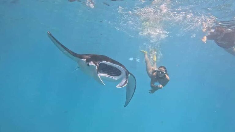 From Lembongan: Snorkeling 3 Spots, Mangrove and Land Tour - The Authentic Experience