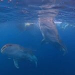 From Lombok: 2-Day Sumbawa Tour & Swim with Whale Sharks - What Makes This Tour Special