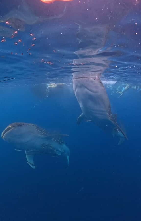 From Lombok: 2-Day Sumbawa Tour & Swim with Whale Sharks - What Makes This Tour Special