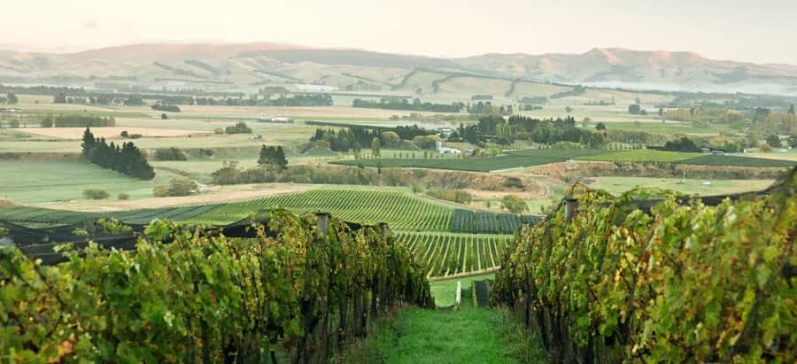 From Lyttelton: Private Wine Tour & Chefs Degustation - What Sets This Tour Apart