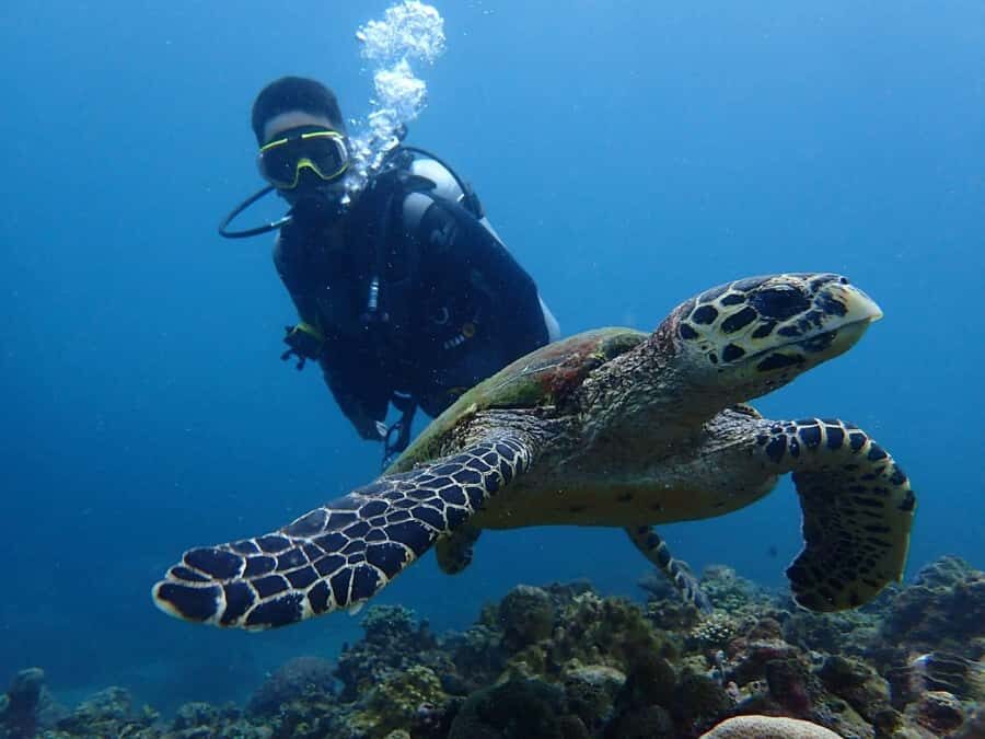 From Manila: Beginner's Scuba Diving Experience - What to Expect on the Tour
