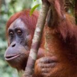 From Medan: Magnificent View & Jungle Trekking in Sumatra - Practical Details and Tips