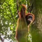 From Medan: Mount Leuser National Park Orang Utan Trip - Who Will Love This Tour?
