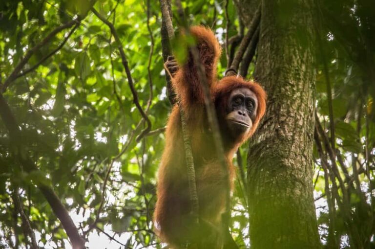 From Medan: Mount Leuser National Park Orang Utan Trip - Who Will Love This Tour?