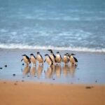 From Melbourne: Phillip Island Penguin Parade & Koalas Tour - Exploring Phillip Island: First Stops and Scenic Views