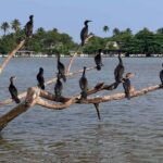 From Mirissa: Crocodile Watching River Boat Safari - An In-Depth Look at the Crocodile Watching River Safari