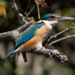 From Mirissa: Crocodile Watching River Boat Safari - What to Expect on the Tour