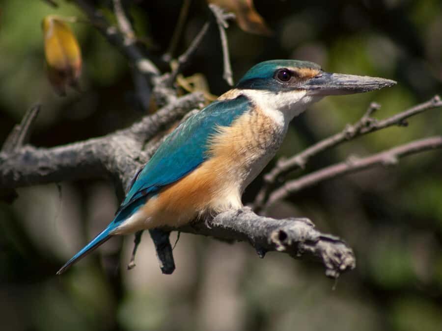 From Mirissa: Crocodile Watching River Boat Safari - What to Expect on the Tour