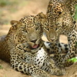 From Mirissa / Galle / Tangalle to Yala Safari & Drop- Ella - Who Will Love This Tour?