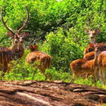 From: Mirissa/ Matara - Udawalawe Safari - To: Ella - Value and Pricing Analysis