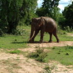 From Mirissa/ Weligama : Udawalawe Safari - Day Trip - What’s Included and What You Should Budget For