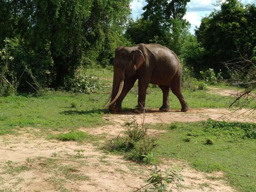 From Mirissa/ Weligama : Udawalawe Safari - Day Trip - What’s Included and What You Should Budget For