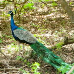 From Mirissa: Yala Day Trip with Free Entrance and Food - Why This Tour Offers Great Value