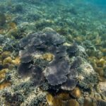 From Mui Ne to Vinh Hy Bay Snorkeling, Hidden Waterfall Adventure - Who Will Love This Tour?