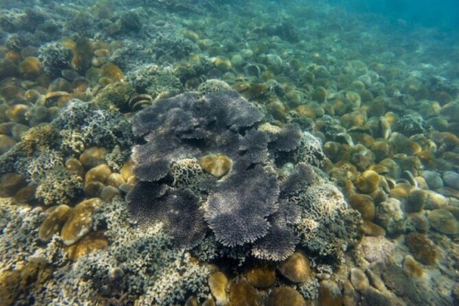 From Mui Ne to Vinh Hy Bay Snorkeling, Hidden Waterfall Adventure - Who Will Love This Tour?