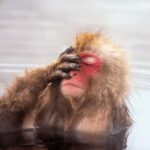 From Nagano & Tokyo: Snow Monkey Park Customise Private Tour - The Practicalities: What to Expect